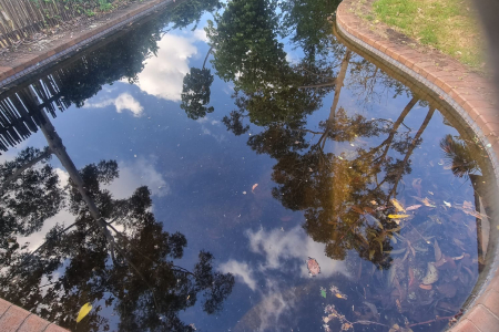 restore green pool